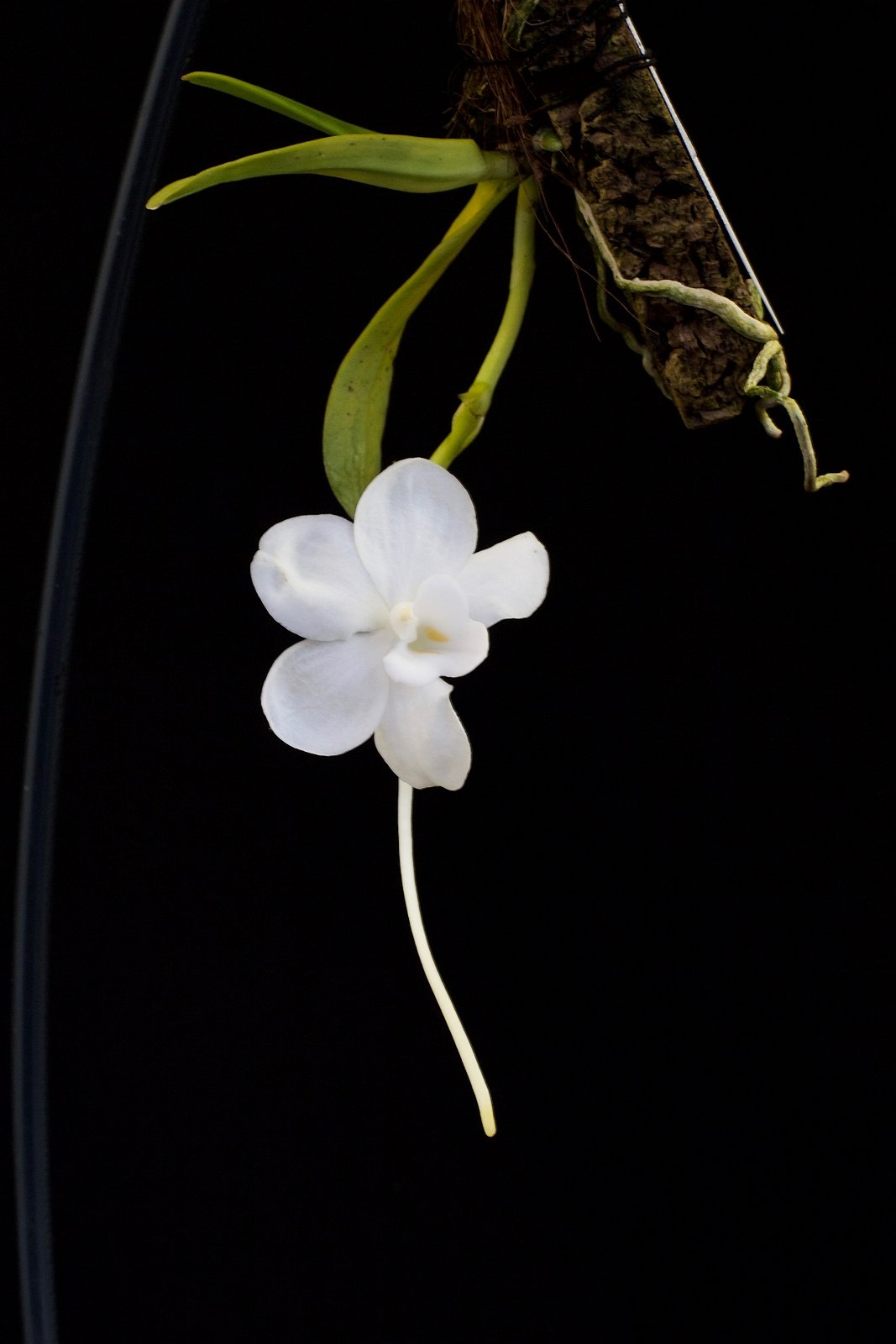 Amesiella philippinensis