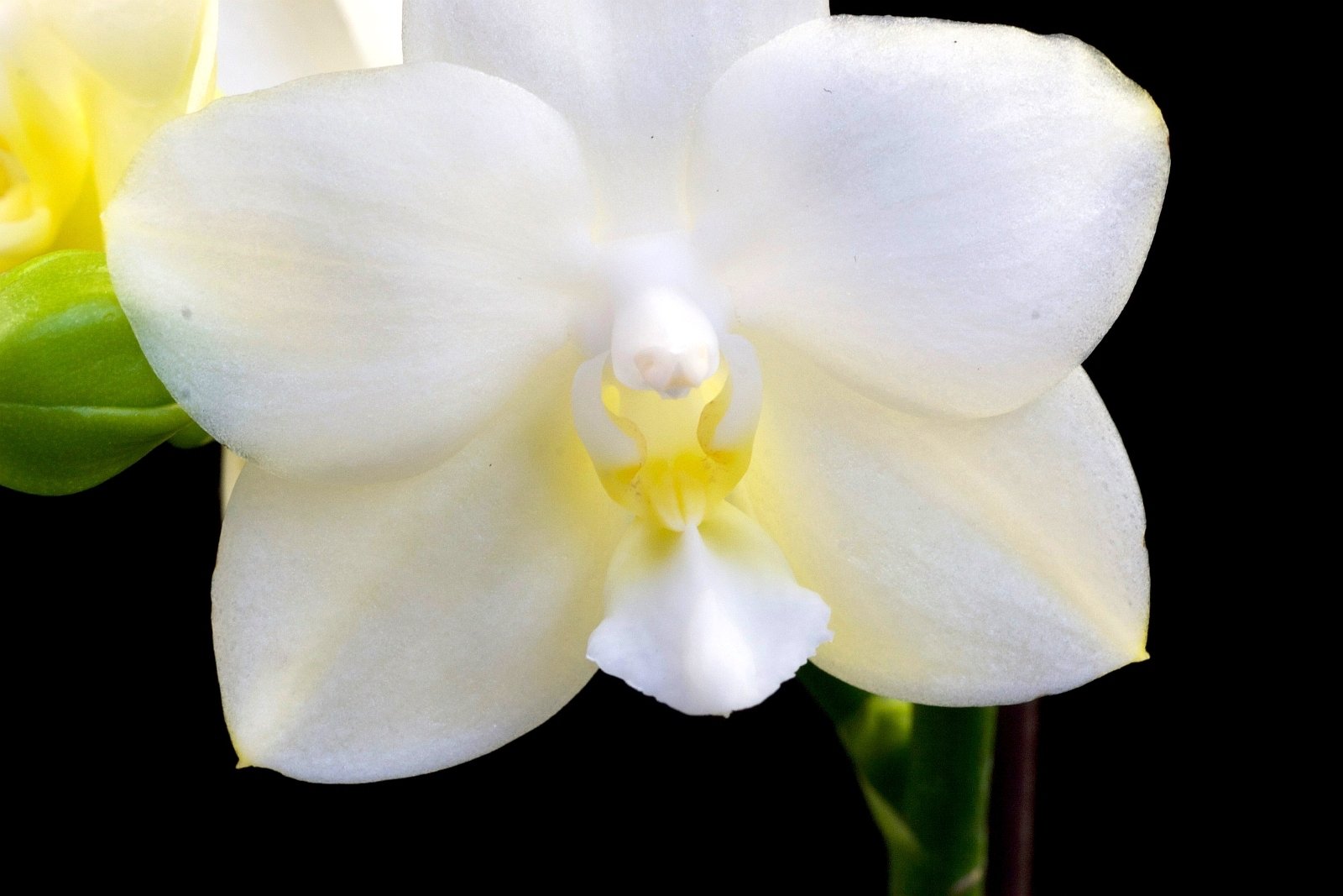 Phalaenopsis Tristar Snow Princess ''Big Plant ''