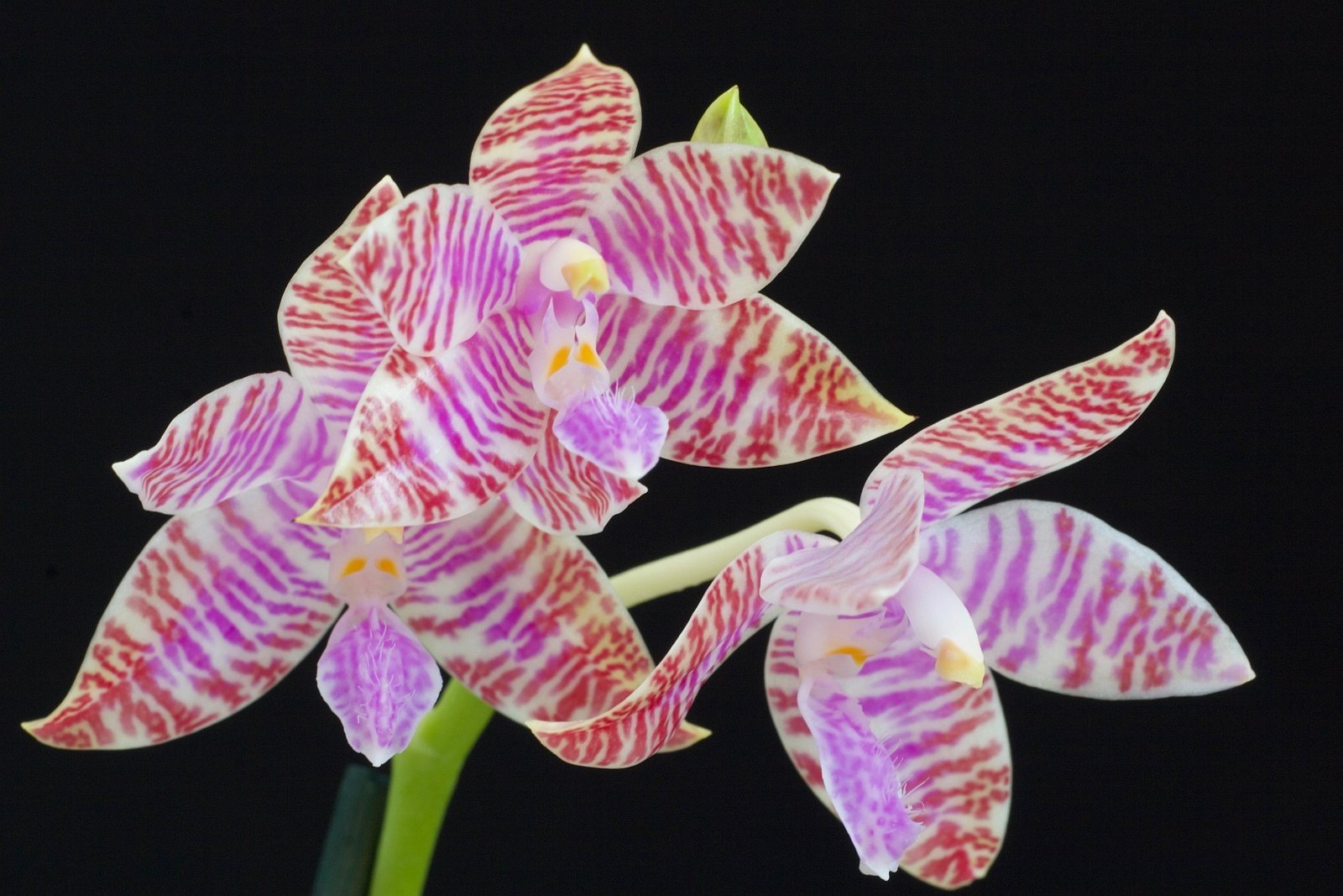 Phalaenopsis lueddemanniana "White"