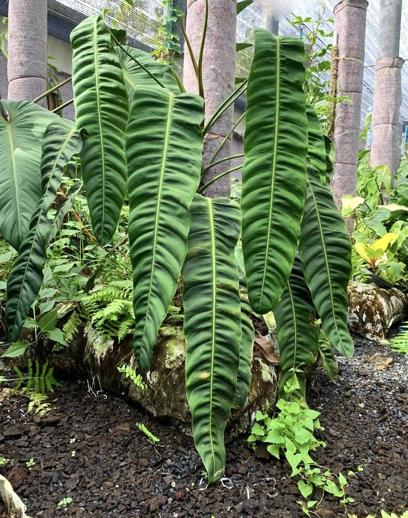 philodendron large leaves Philodendron patriciae "Big Leaves"