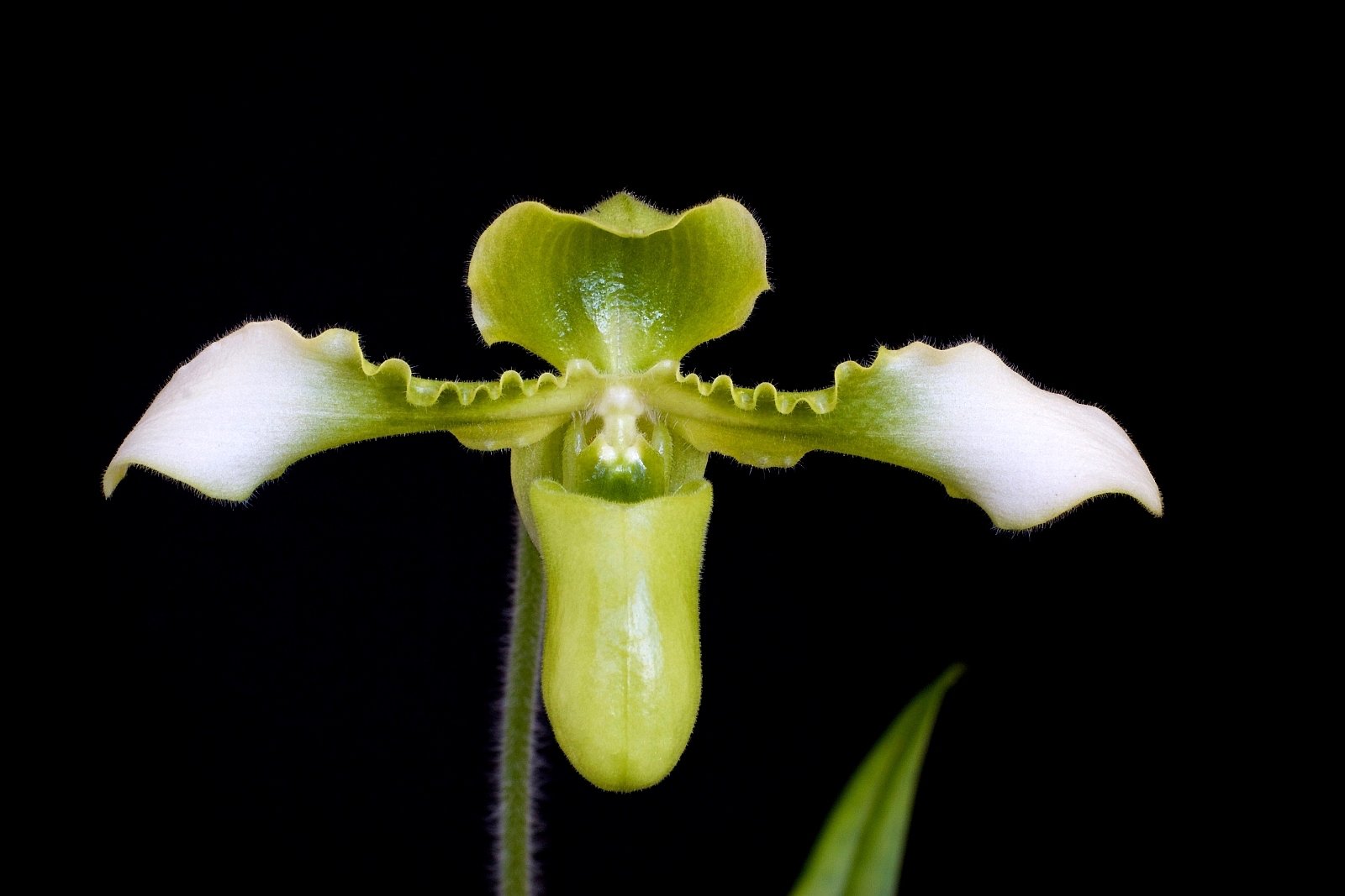 Paphiopedilum esquirolei alba "Groß pflanze"