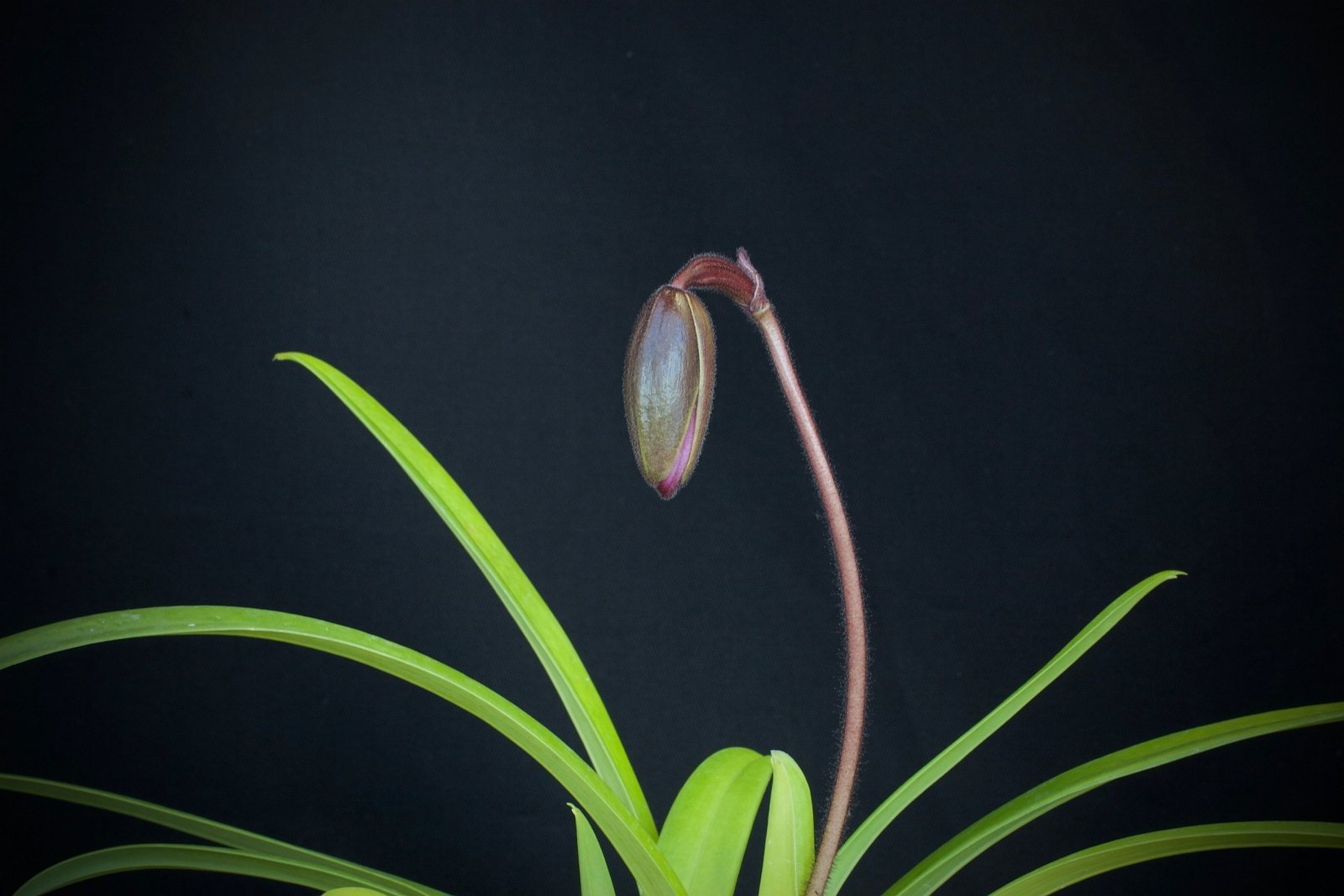 Paphiopedilum esquirolei "Anja" GM/DOG