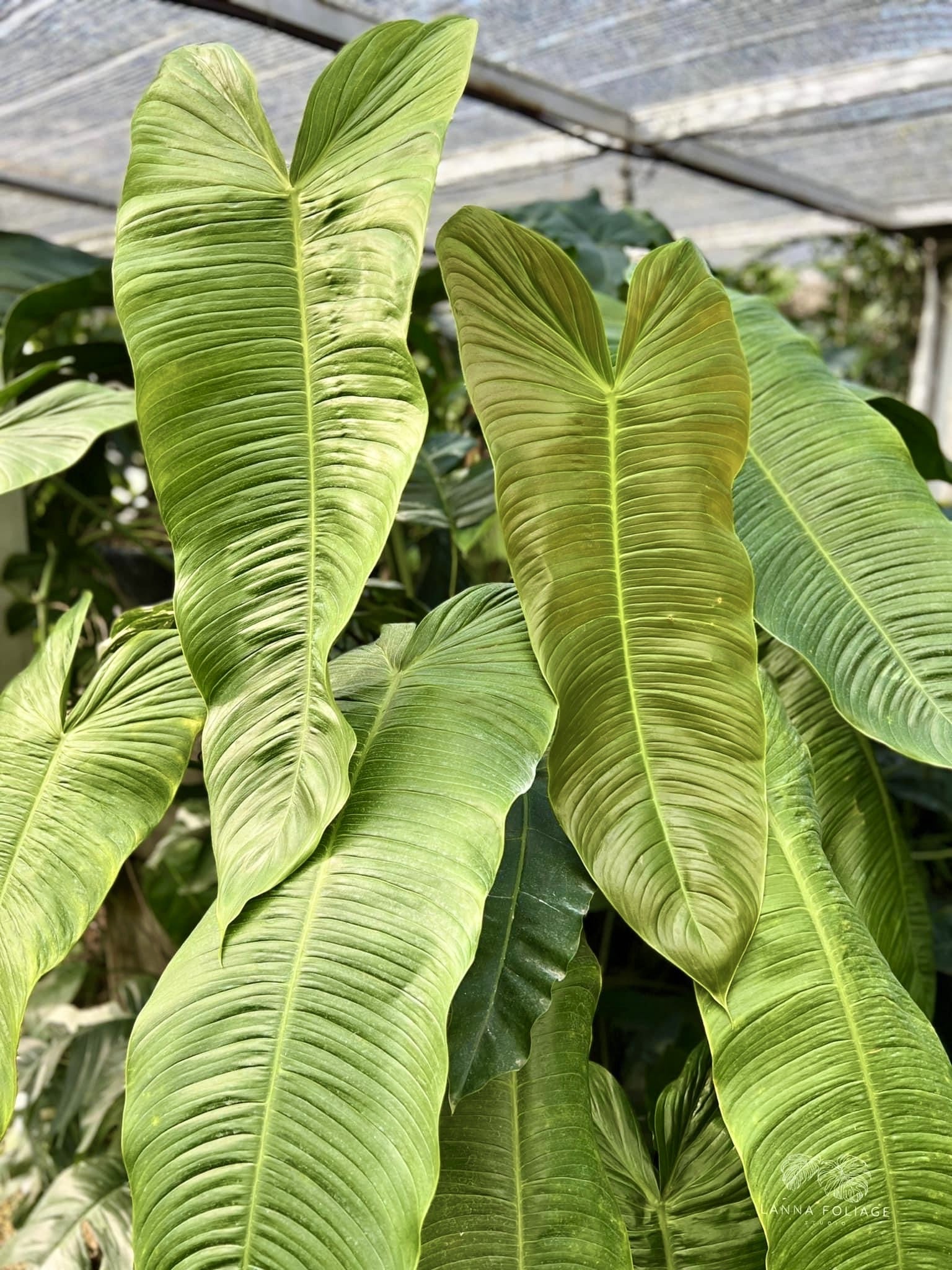 Philodendron sharoniae Mosquera (Small Plant)
