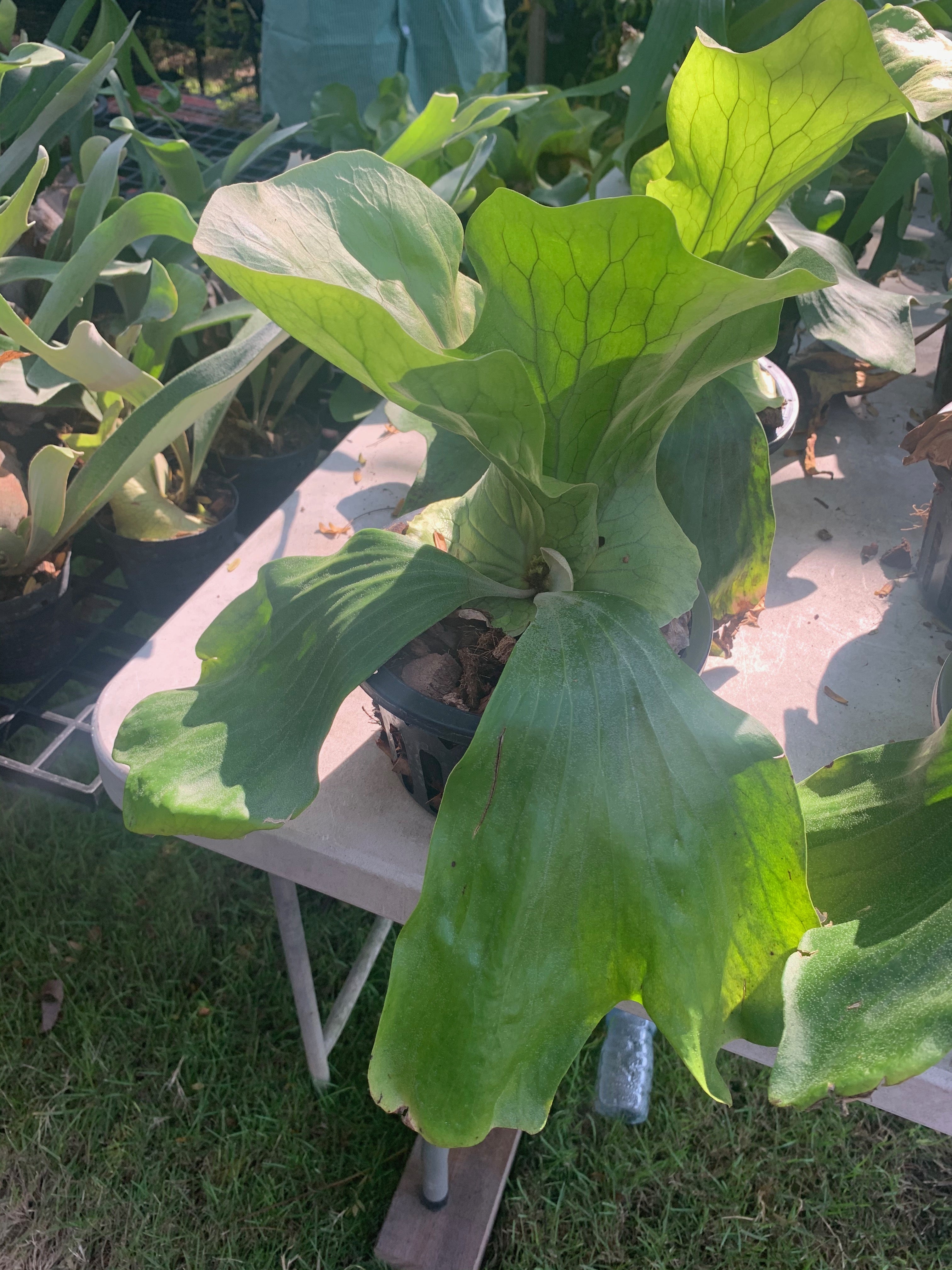 Platycerium Neptune (P. stemaria x P. elephantotis)  ''Big Plant''