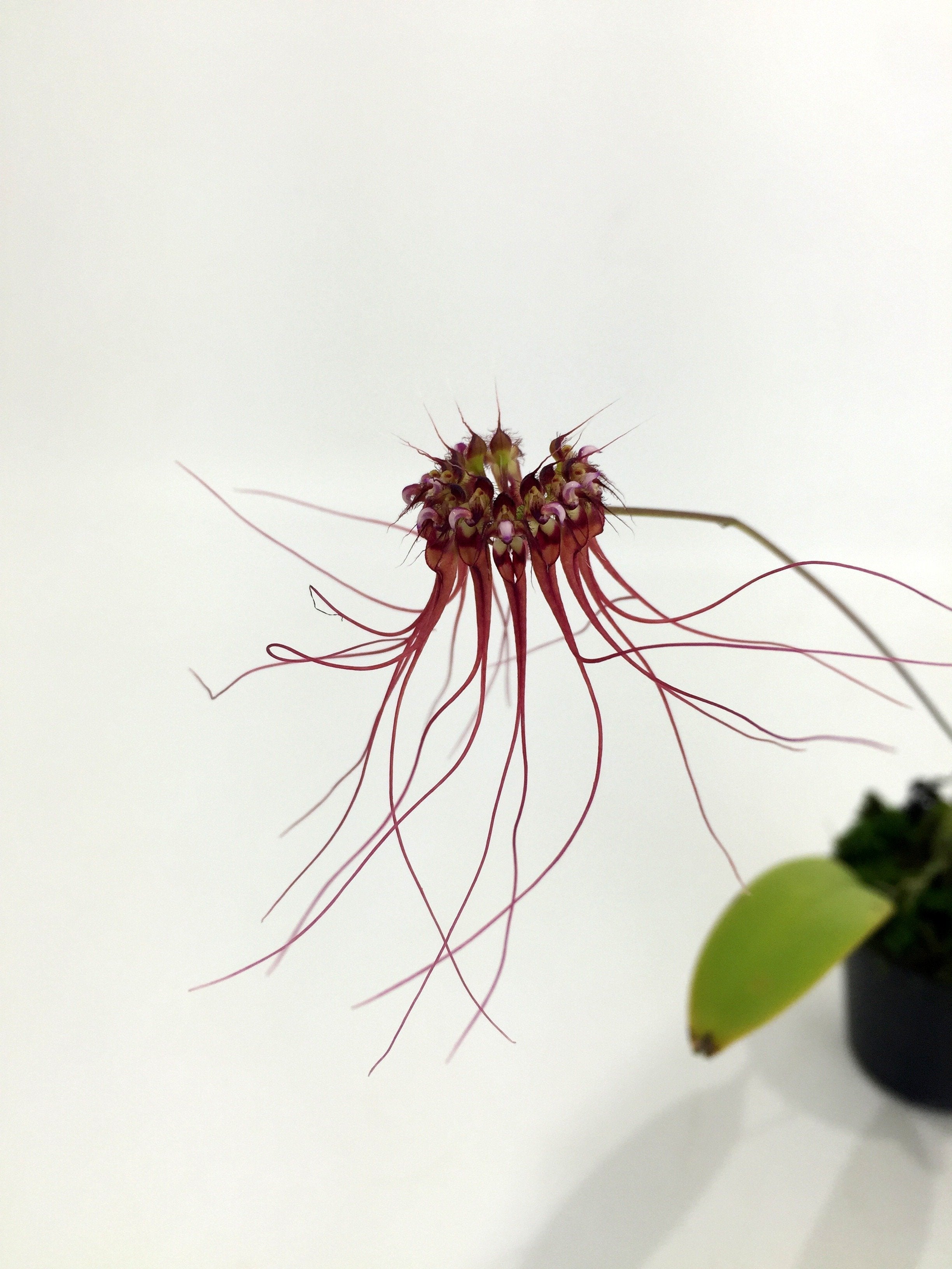 Bulbophyllum gracillimum "Big"