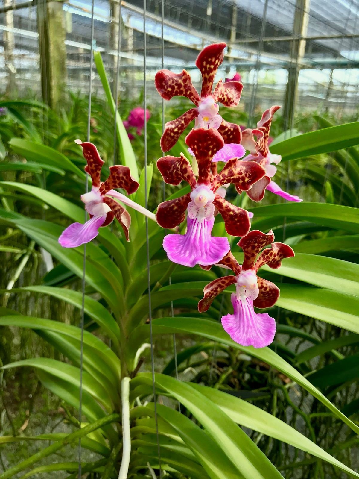 Vanda insignis