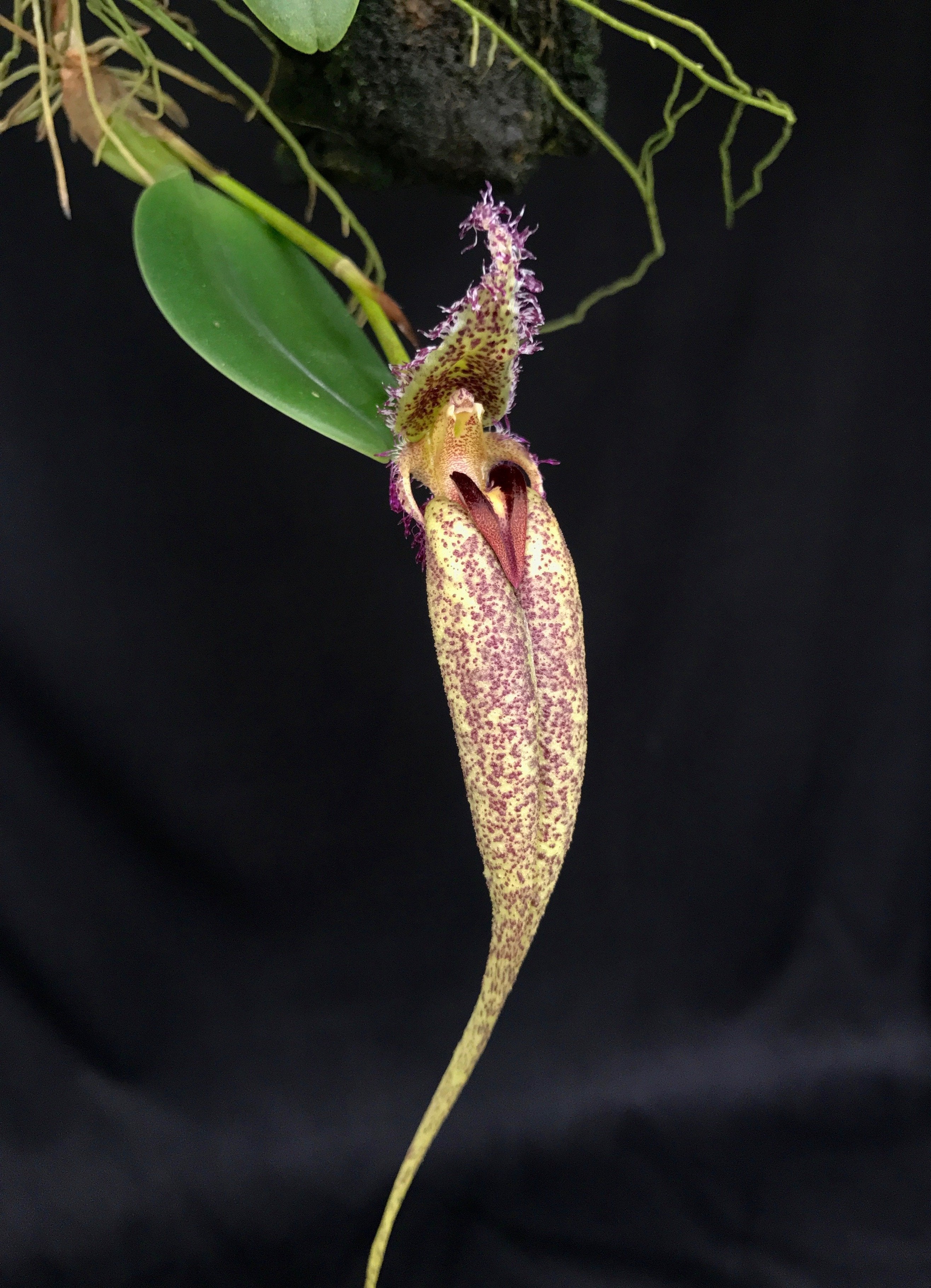Bulbophyllum (Mastigion) fascinator