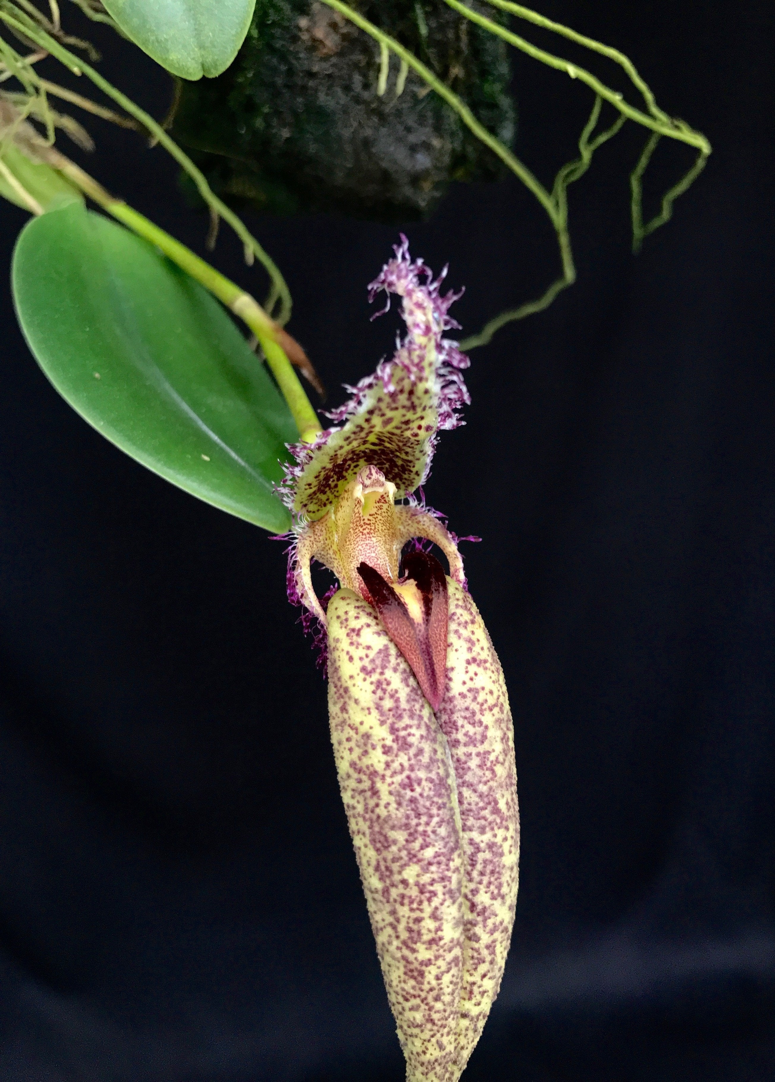 Bulbophyllum (Mastigion) fascinator