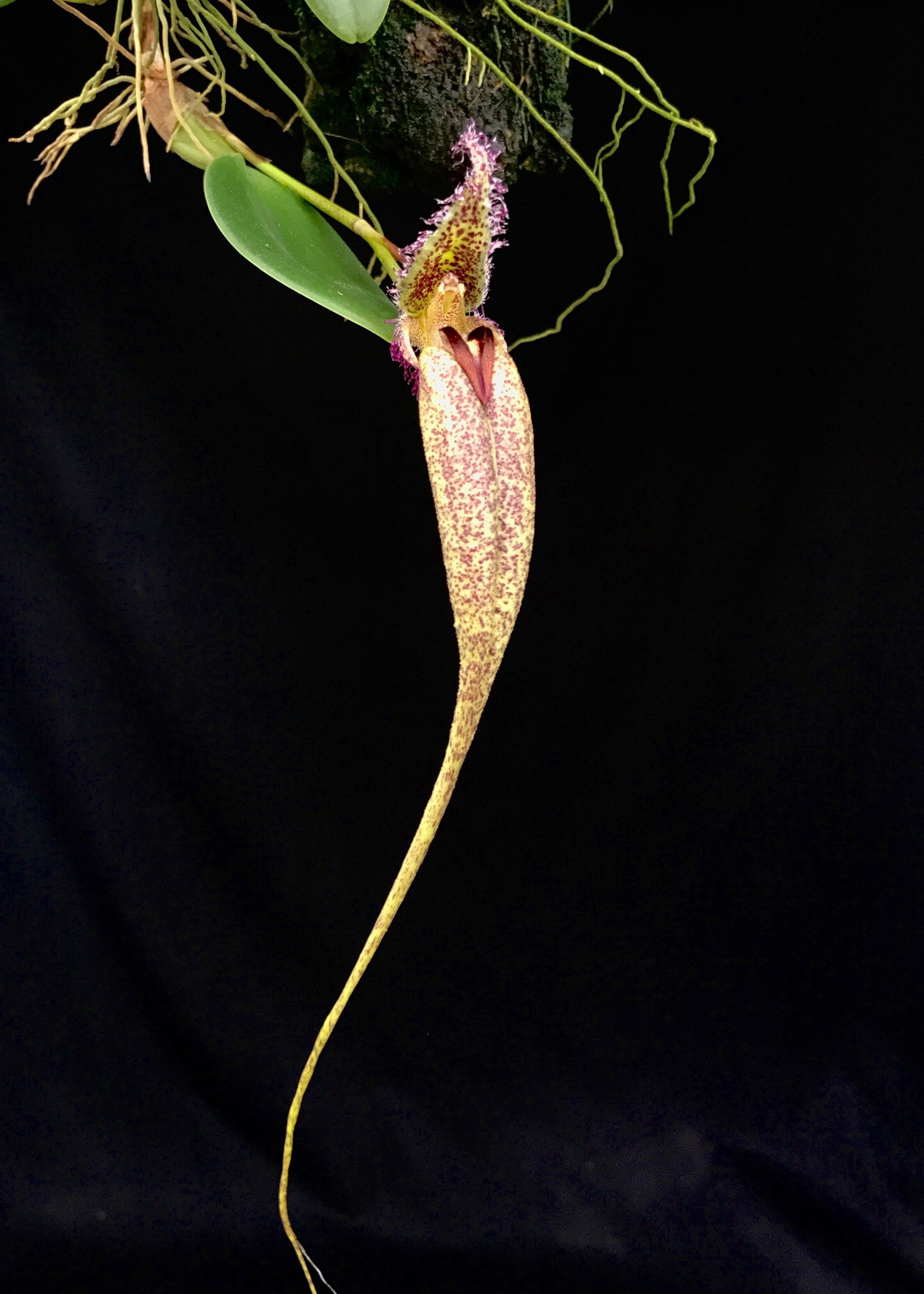 Bulbophyllum (Mastigion) Fascinator