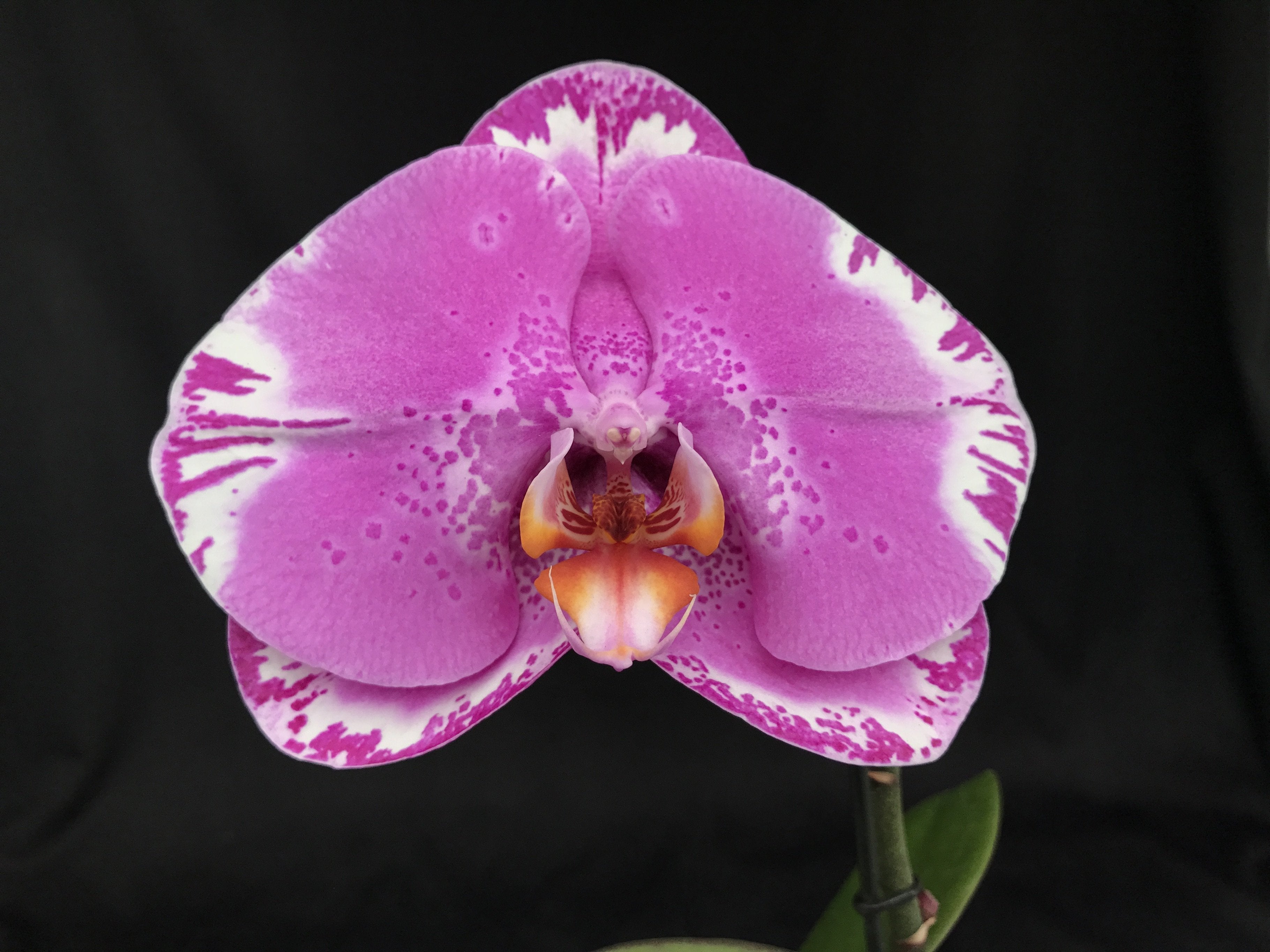 Phalaenopsis OX Spot Queen "OX 1460" AM/AOS (Big Plant)