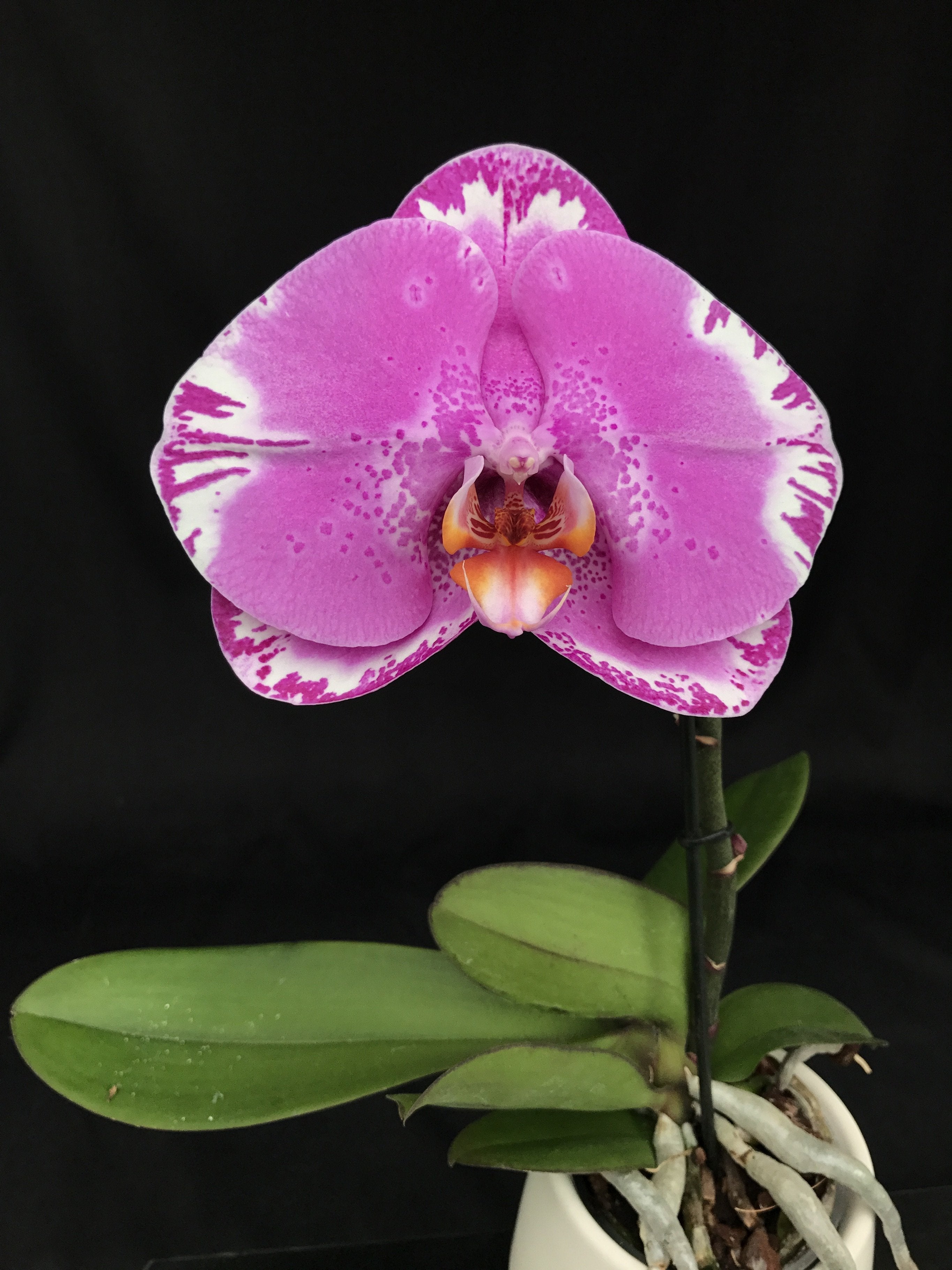 Phalaenopsis OX Spot Queen "OX 1460" AM/AOS (Big Plant)