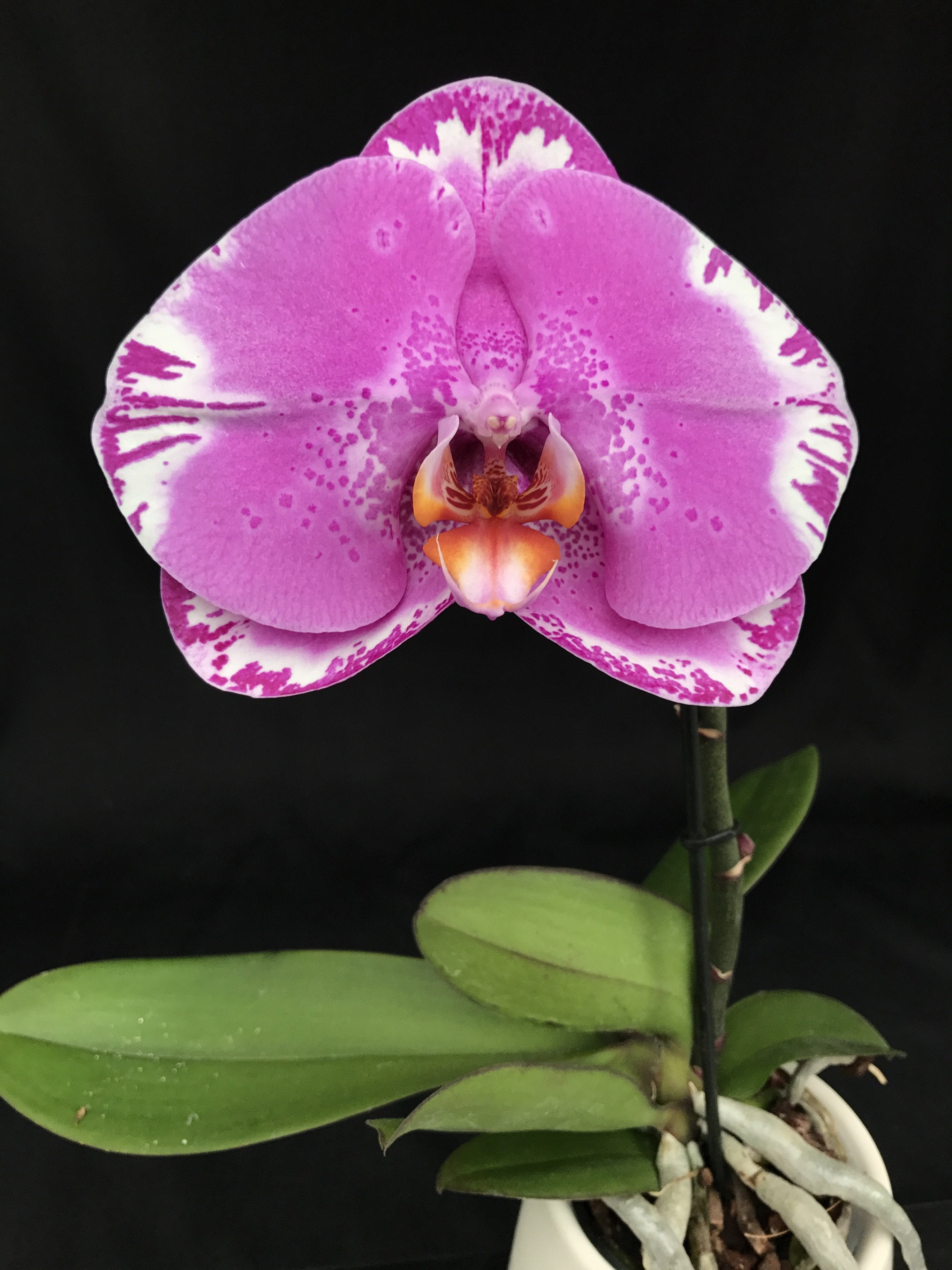 Phalaenopsis OX Spot Queen "OX 1460" AM/AOS (Big Plant)