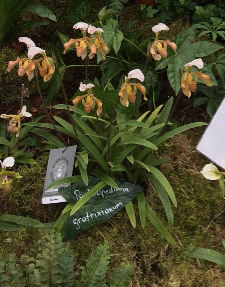 Paphiopedilum gratixianum