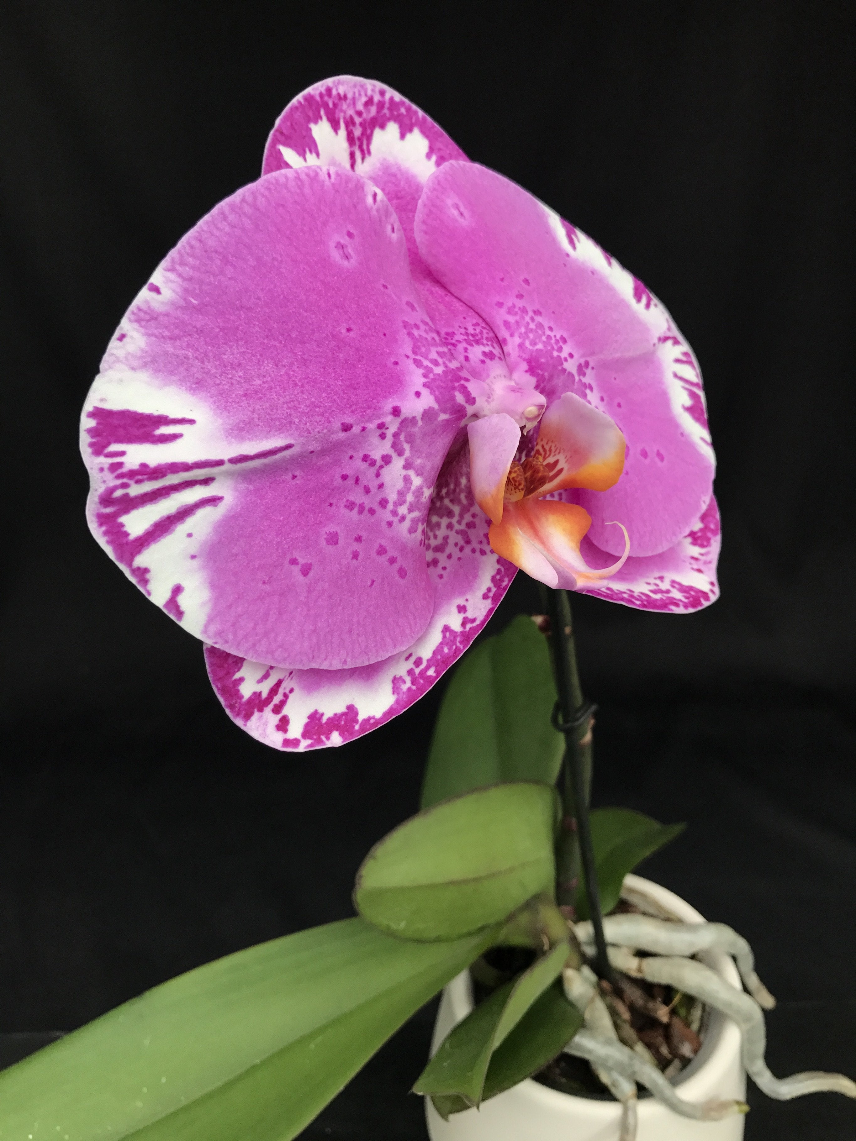 Phalaenopsis OX Spot Queen "OX 1460" AM/AOS (Big Plant)