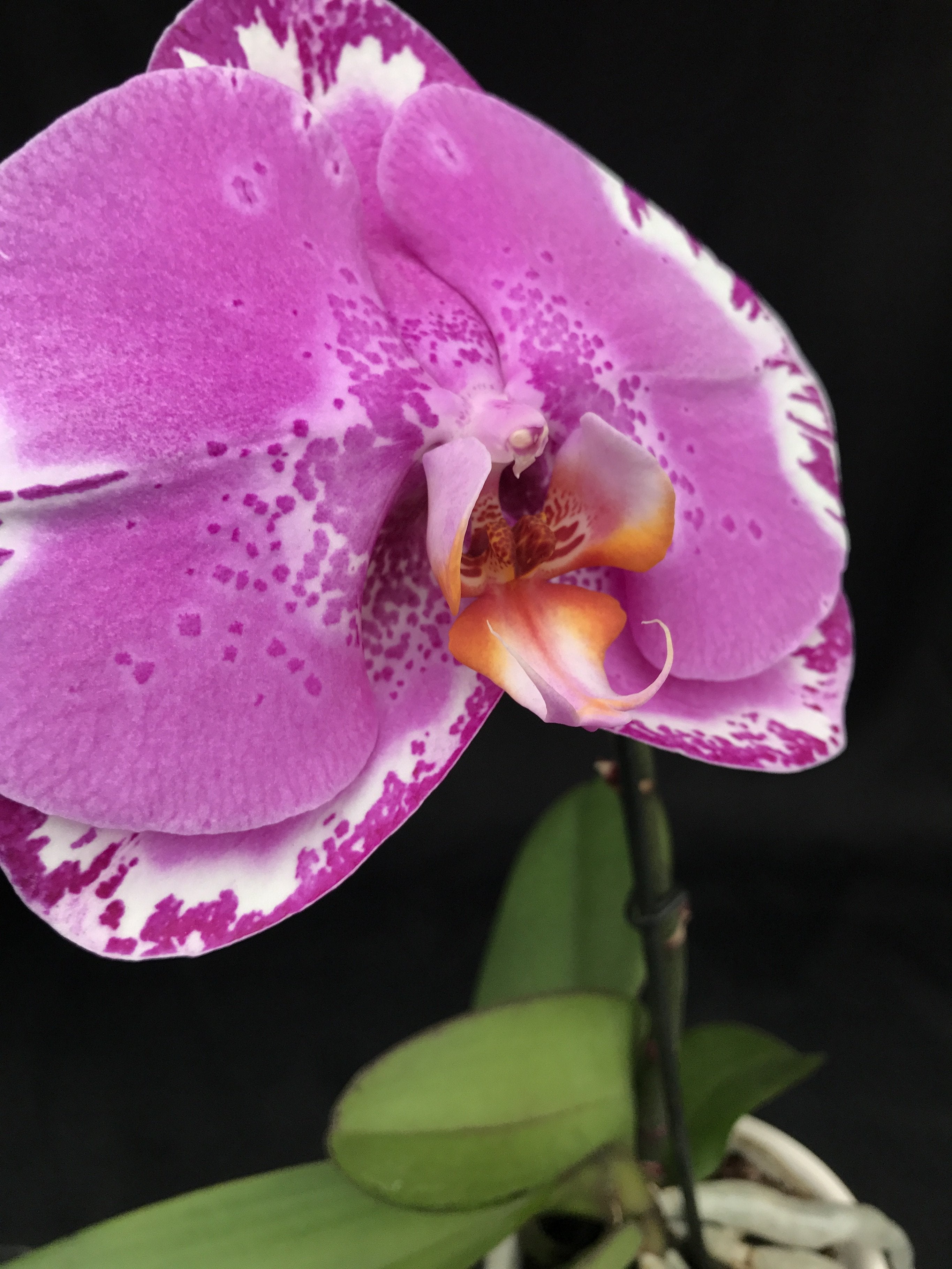 Phalaenopsis OX Spot Queen "OX 1460" AM/AOS