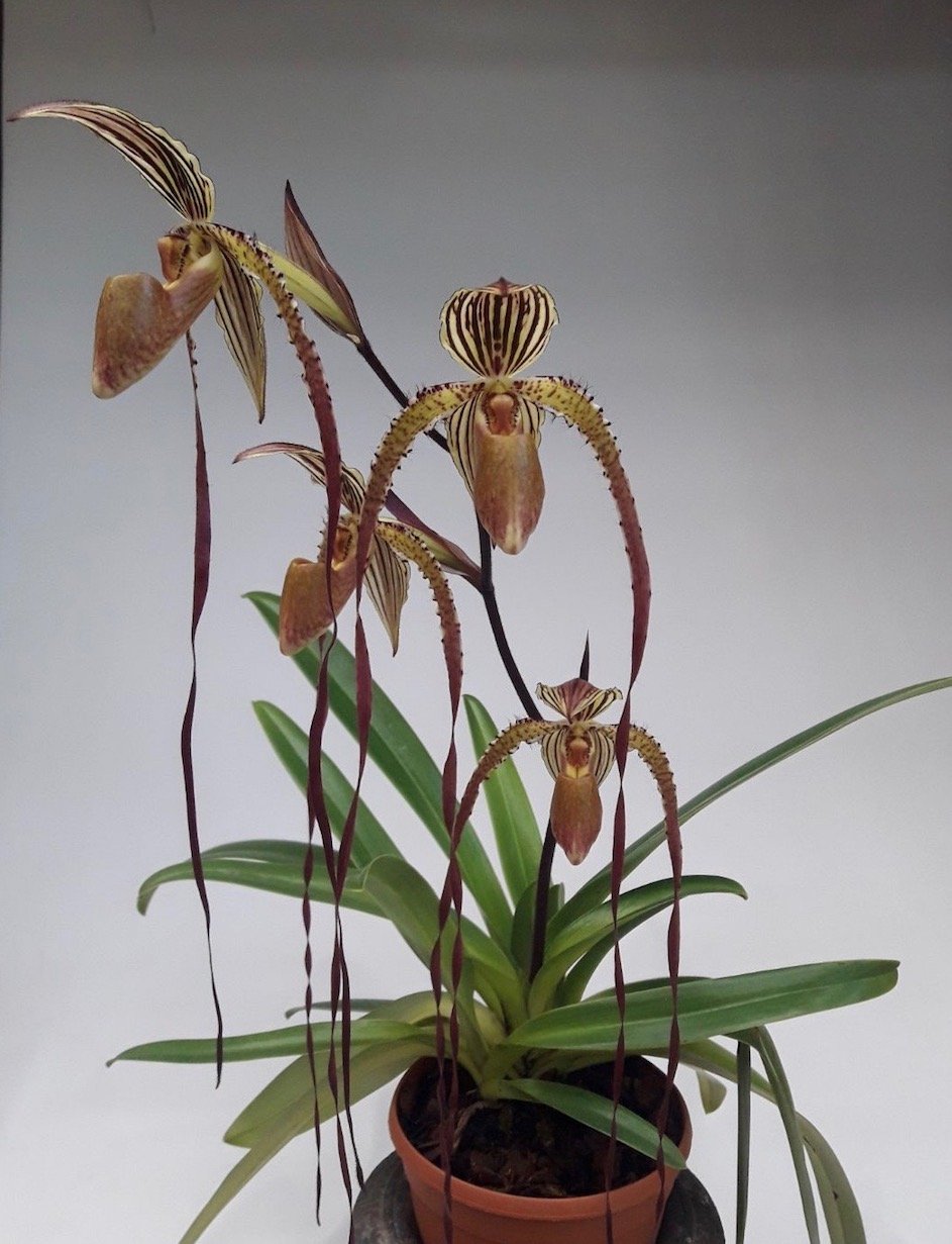 Paphiopedilum Prince Edward of York (rothschildianum 'Dark Star' x sanderianum 'Lady in Red') "Big"