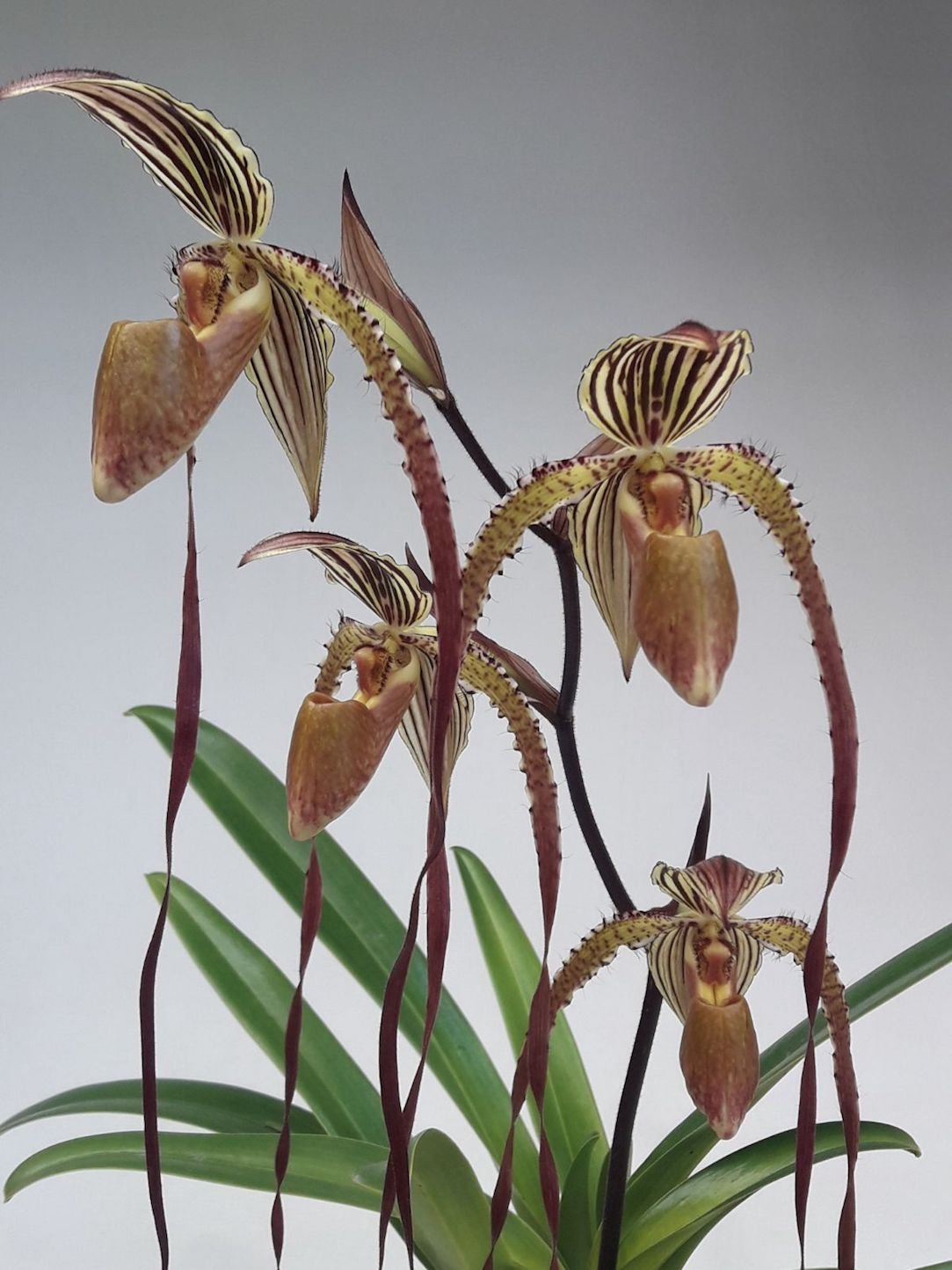 Paphiopedilum Prince Edward of York (rothschildianum 'Dark Star' x sanderianum 'Lady in Red')