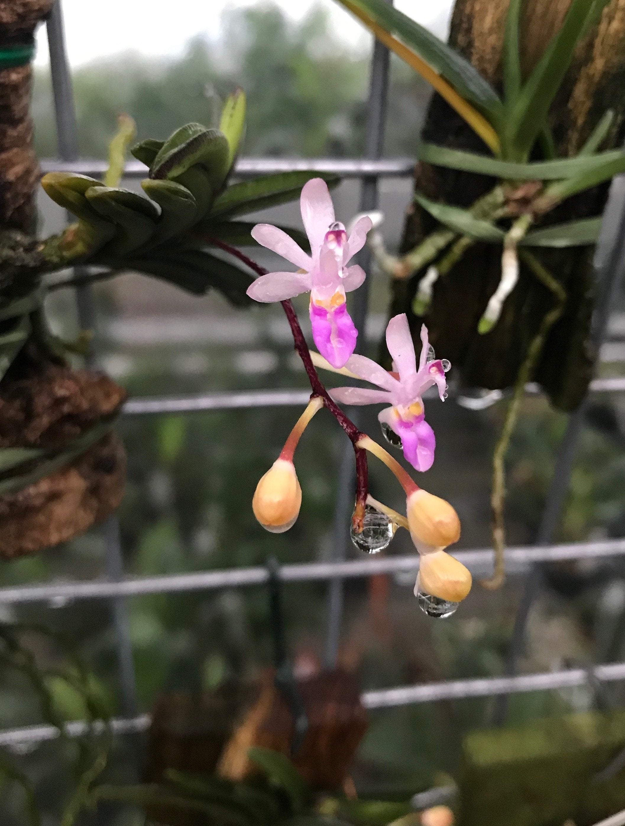 Stereochilus dalatensis