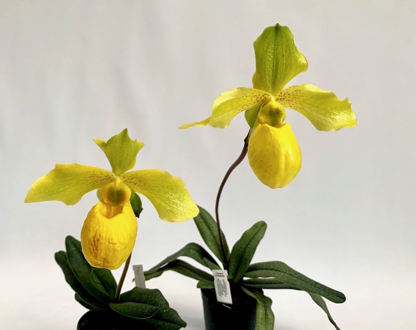 Paphiopedilum Gold Dollar (Paphiopedilum primulinum x Paphiopedilum armeniacum)