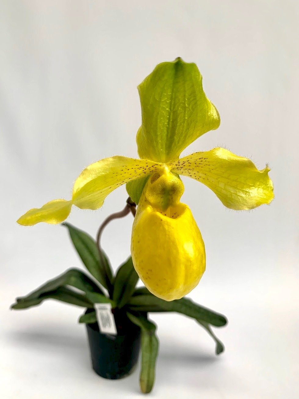 Paphiopedilum Gold Dollar (Paphiopedilum primulinum x Paphiopedilum armeniacum)