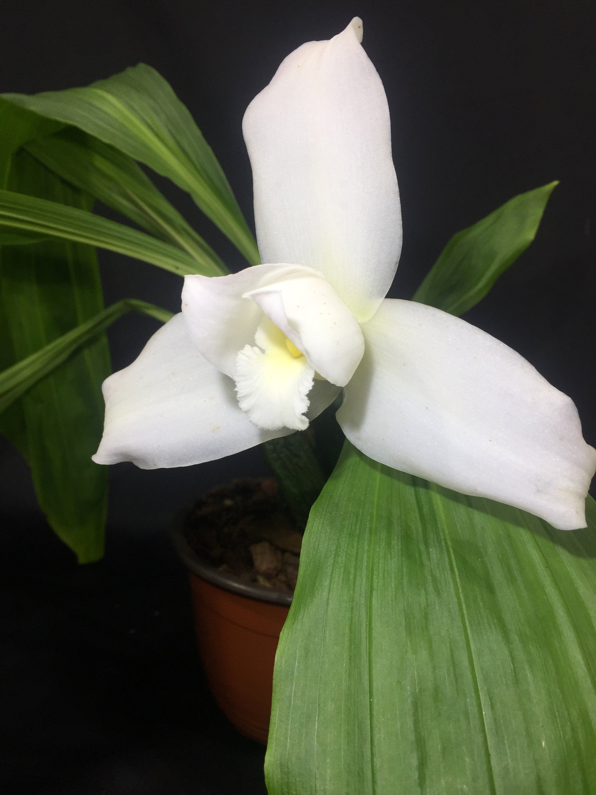 Lycaste skinneri var. alba