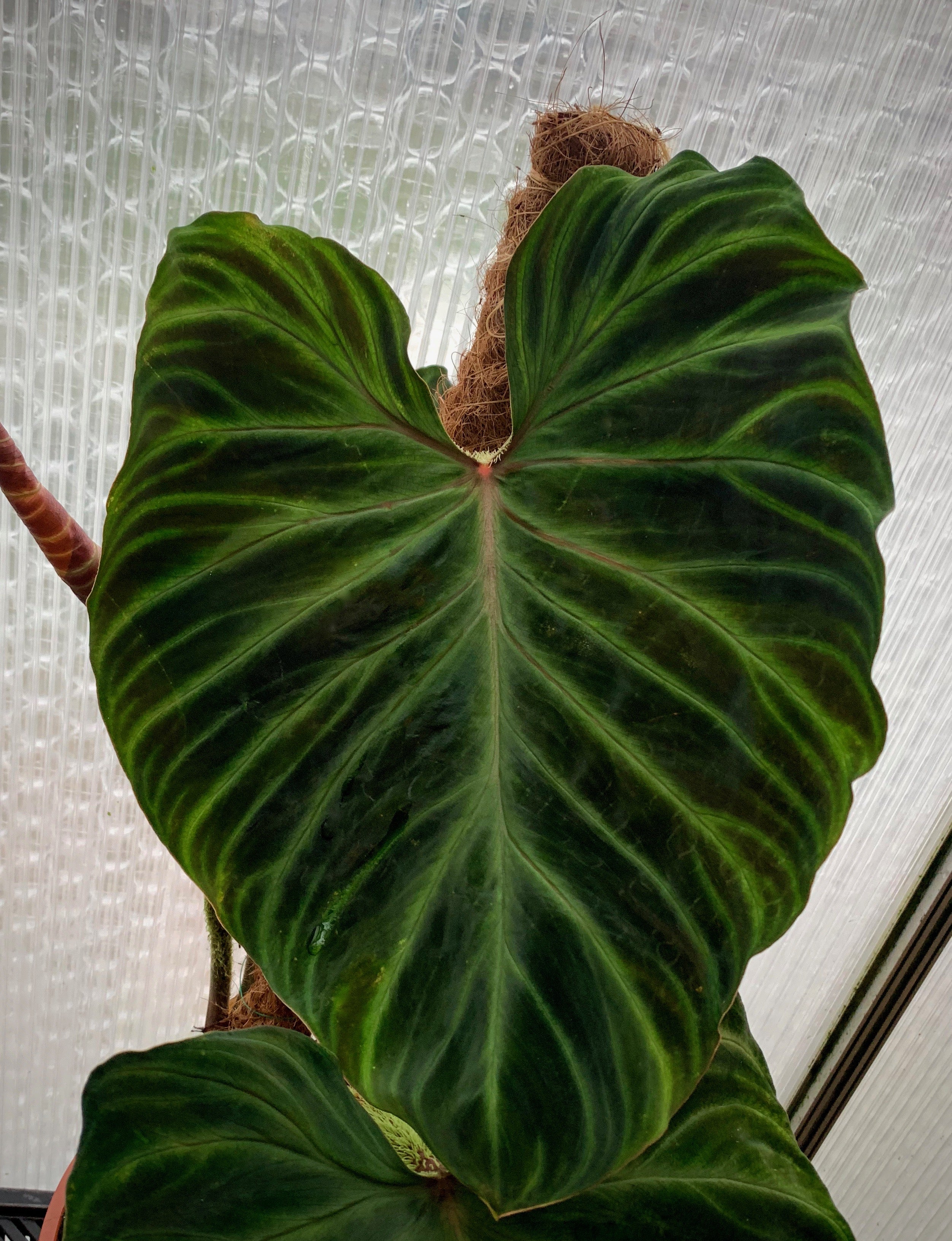 Philodendron verrucosum (2 spikes)