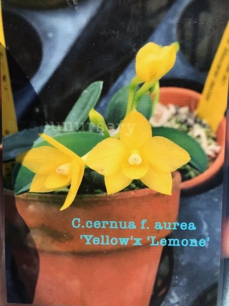 Sophronitis cernua f. aurea "Yellow" x Lemone