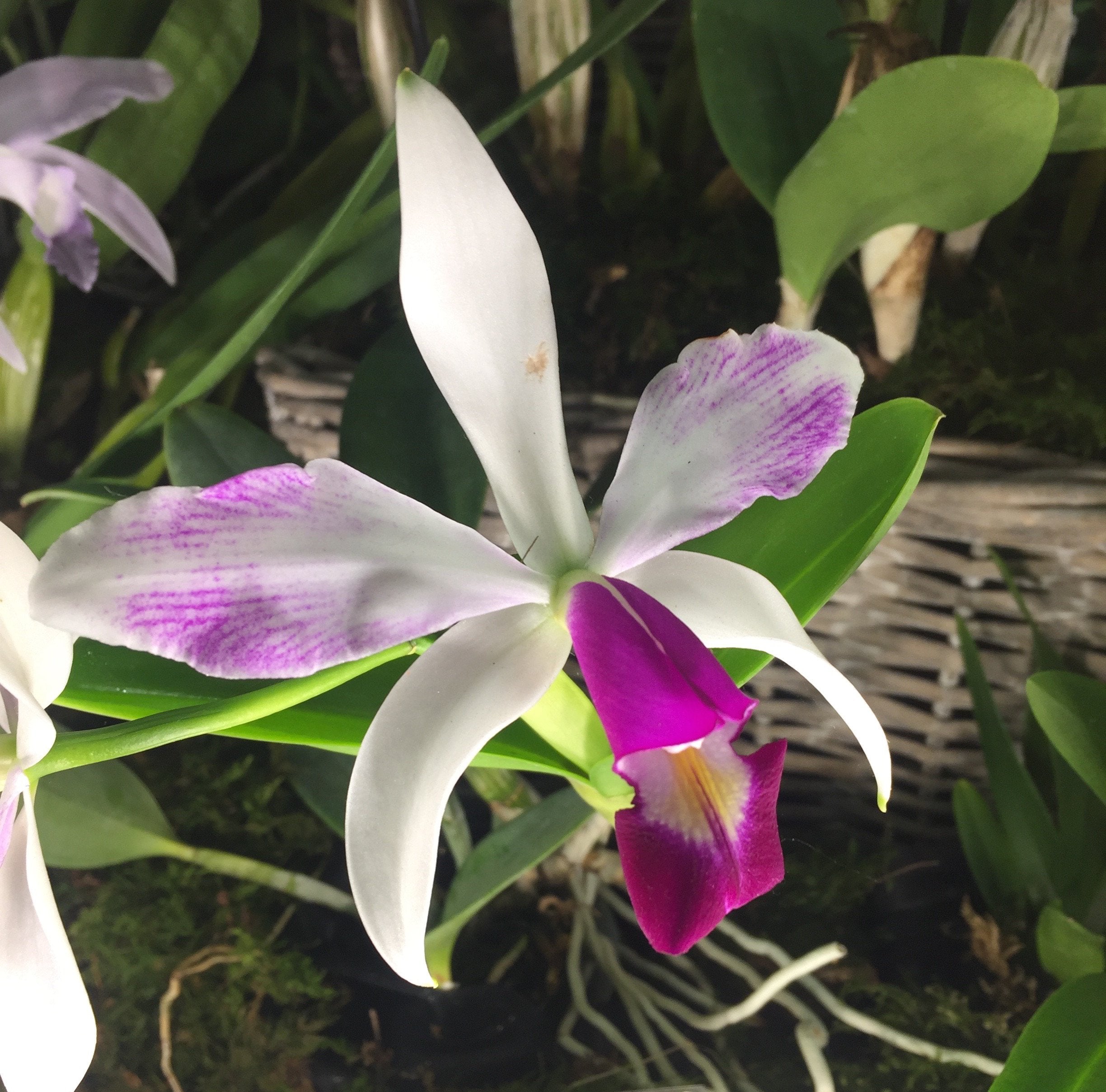 Cattleya violacea semi alba