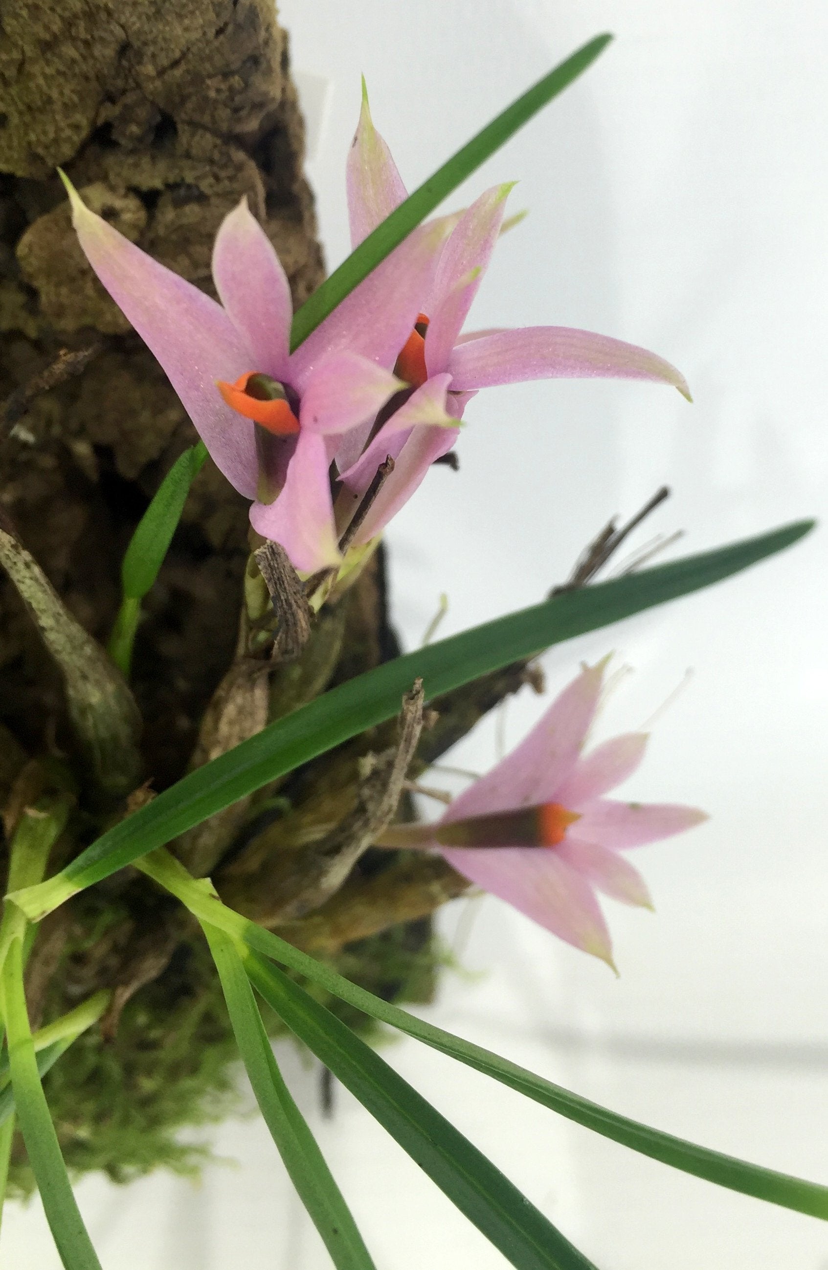 Dendrobium violaceum