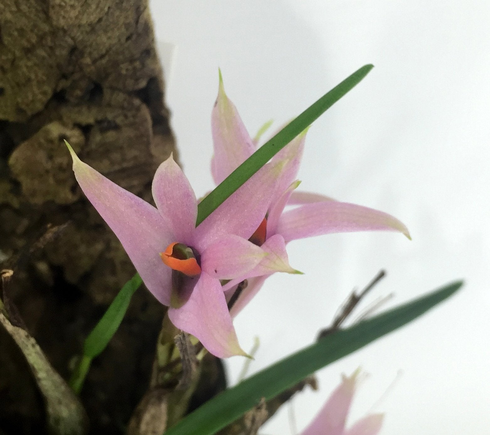 Dendrobium violaceum