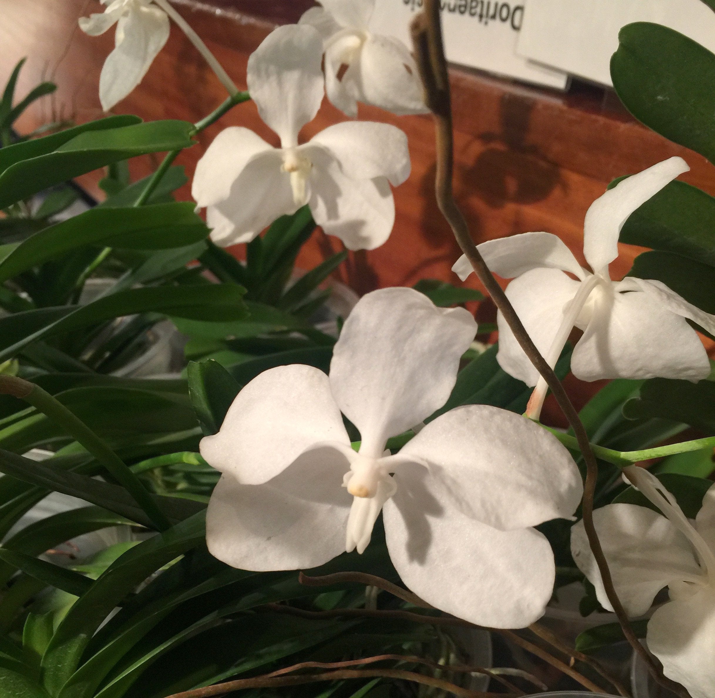 Vanda coerulea "Alba"