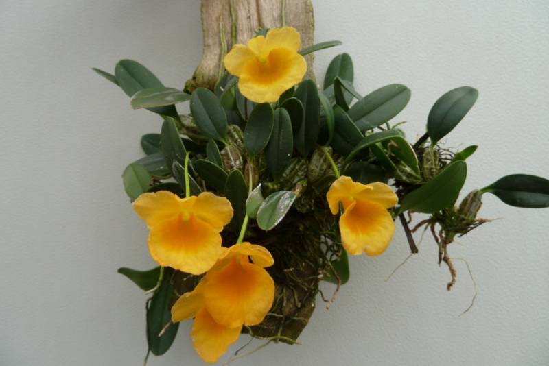 Dendrobium jenkinsii "Big Plant"