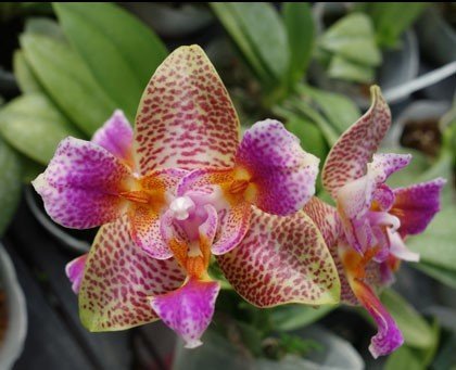 Phalaenopsis Joy Fairy Tale "Joy"