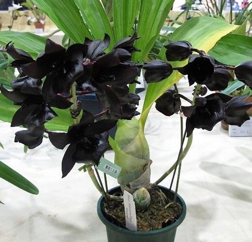 Monn. Millennium Magic "Witchcraft" FCC/AOS