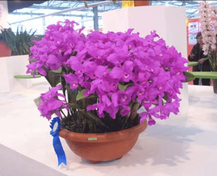 Cattleya skinneri (XXL Big)