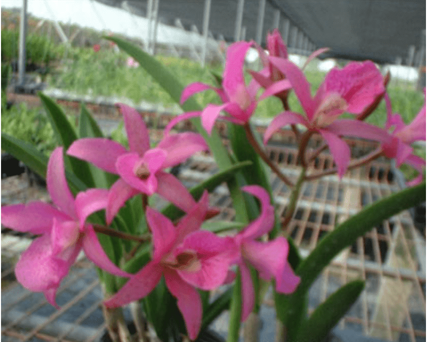 Brassanthe Maikai x Brassavola Little Star "Big Plant"
