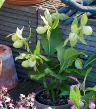 Cypripedium White Dove "Groß pflanze"