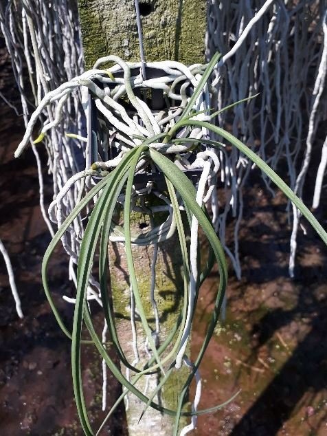 Seidenfadenia mitrata var. alba