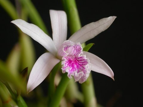 Laelia lundii (Große pflanze)