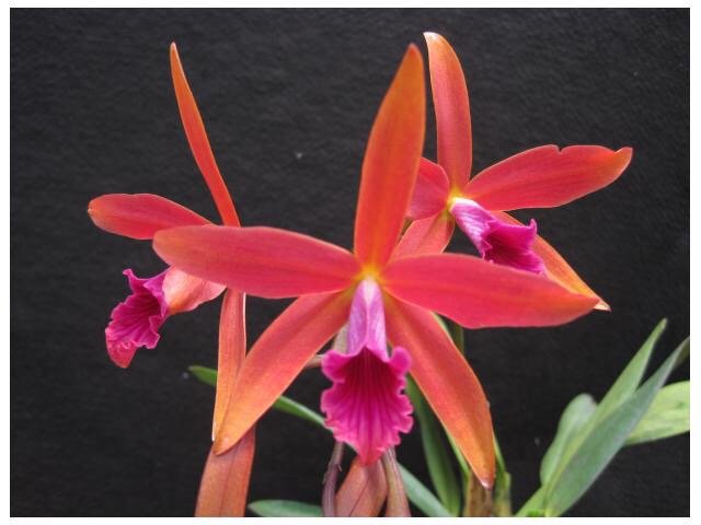 Laelia Zip (C. tenebrosa x C. milleri)