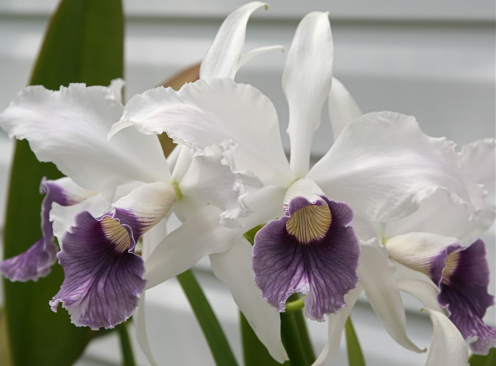 Laelia purpurata var. werkhauseri "Big"