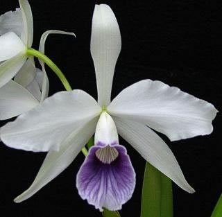 Laelia purpurata var. werkhauseri "Big"