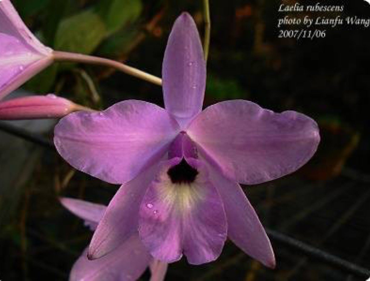Laelia rubescens "Groß pflanze"
