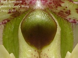 Paphiopedilum liemianum