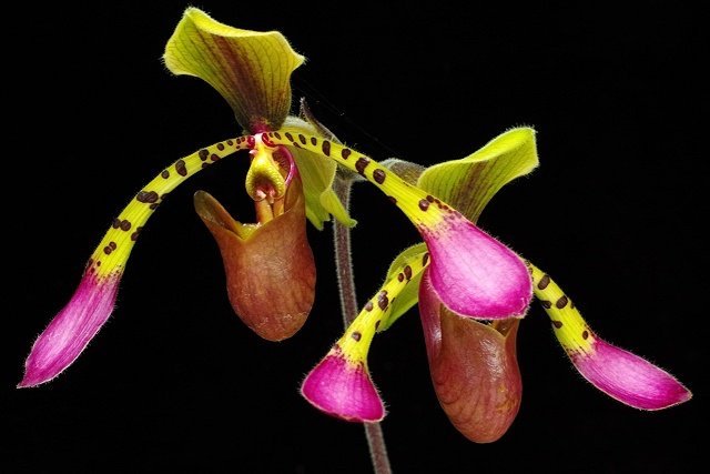 Paphiopedilum lowii 4N "US Type"