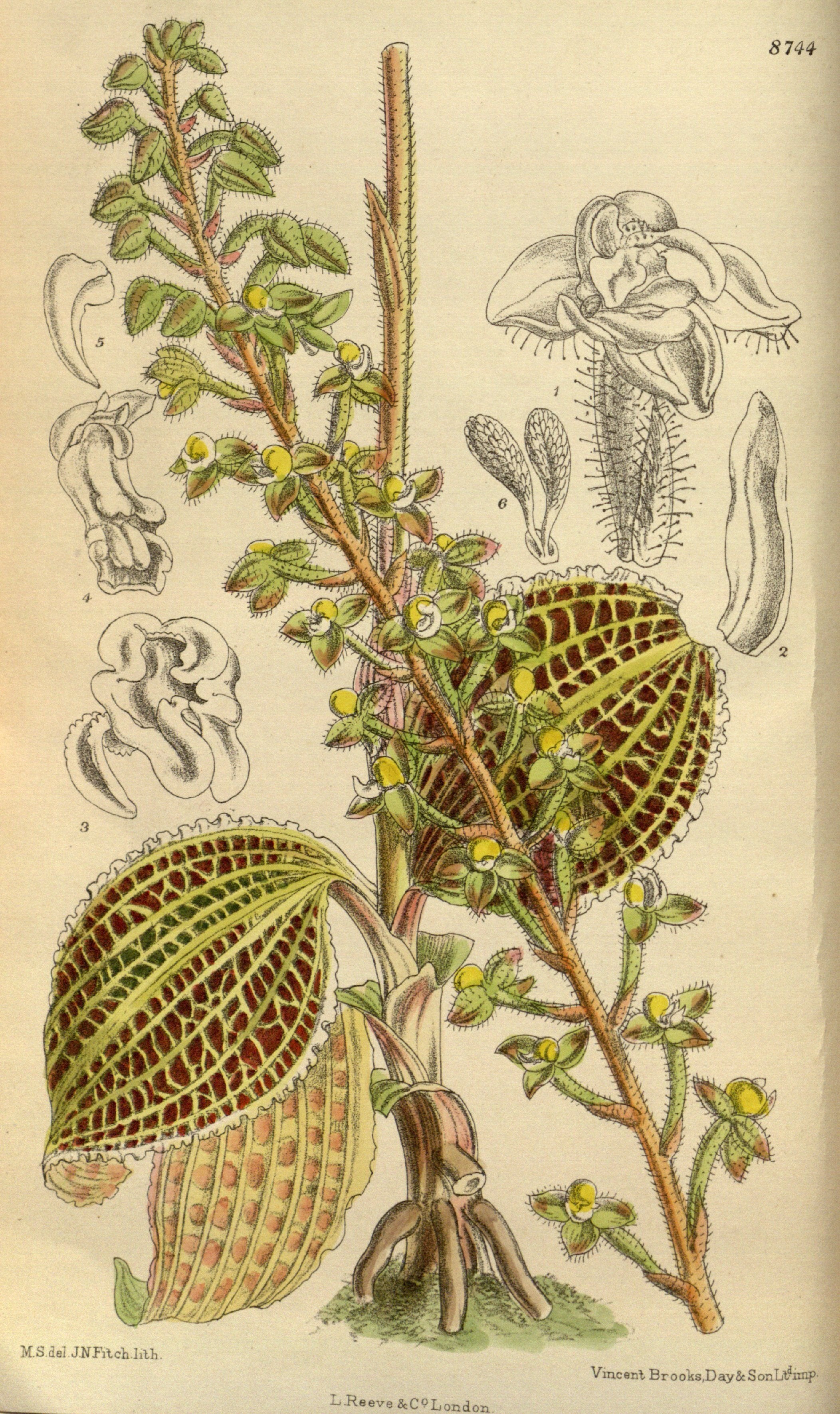 Macodes sanderiana "Rolfe 1896"