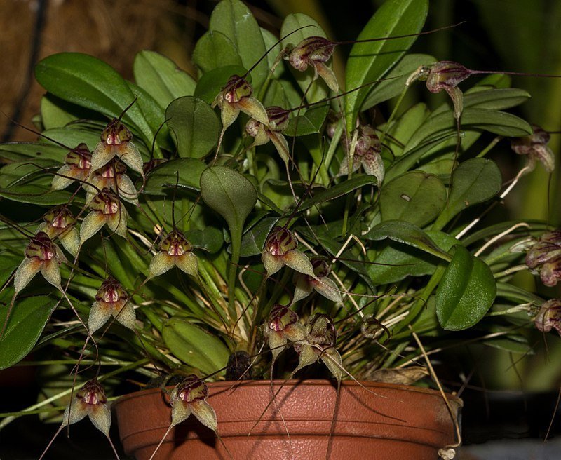 Masdevallia nidifica