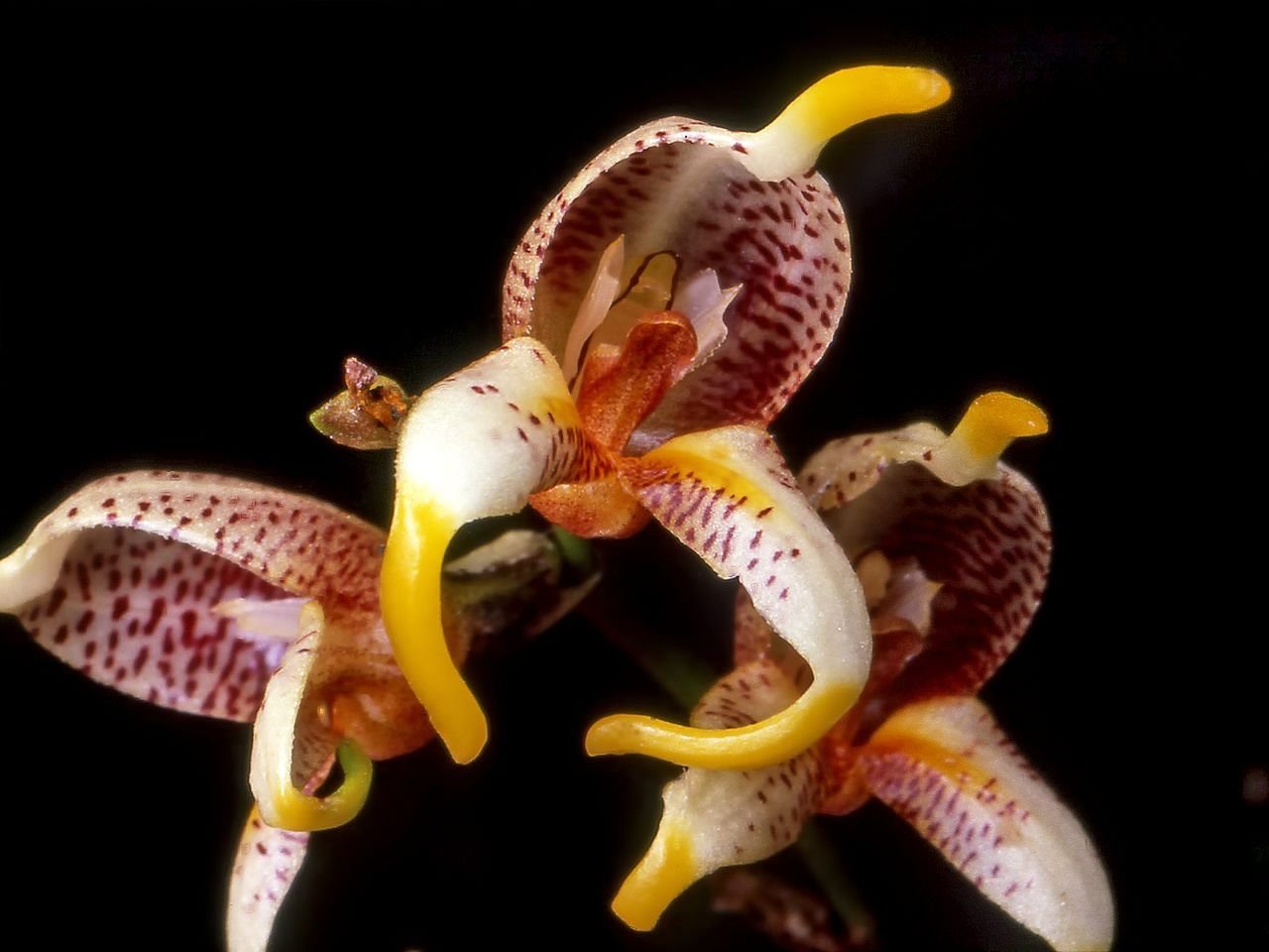 Masdevallia pachyura