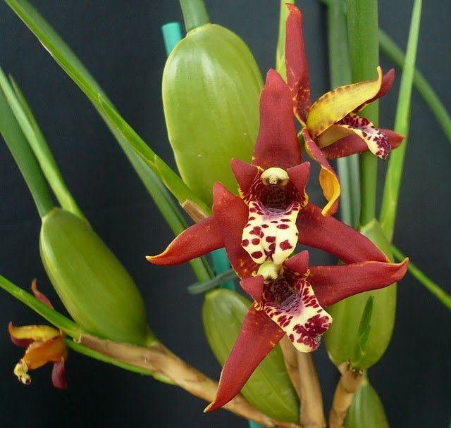 Maxillaria tenuifolia