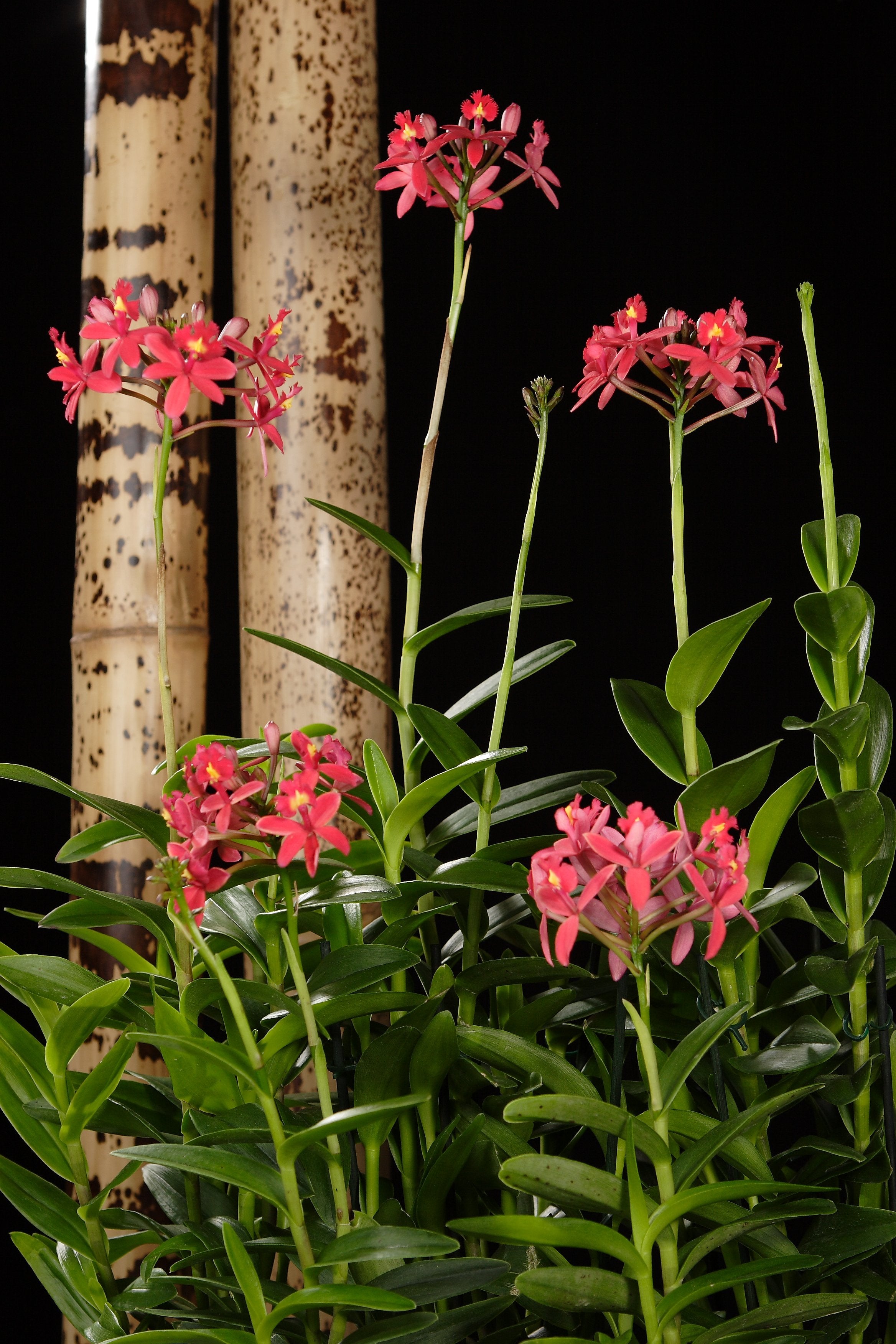 Epidendrum Red Dragon